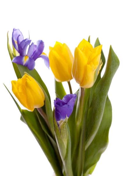 Stelletje mooie gele tulpen en irissen — Stockfoto