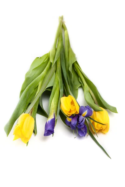 Krásné žluté tulipány a kosatce — Stock fotografie