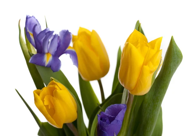 Bande de belles tulipes jaunes et iris — Photo