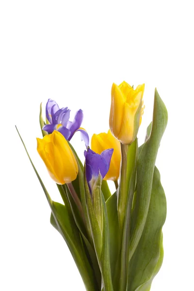 Haufen schöner gelber Tulpen und Schwertlilien — Stockfoto