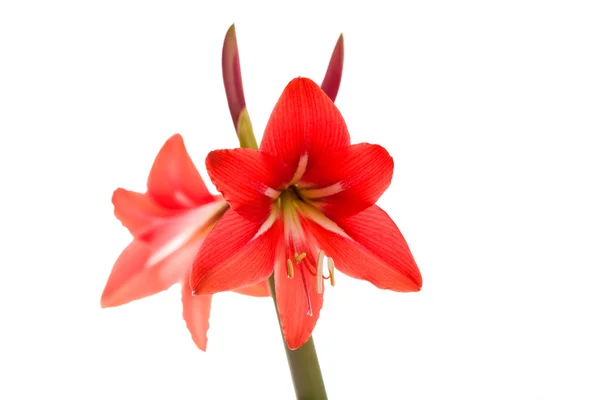 Röd amaryllis blommor på vit bakgrund — Stockfoto