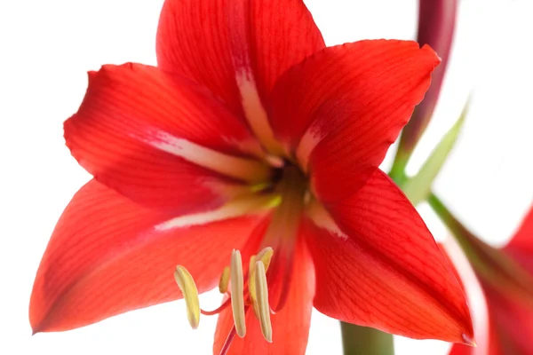 白地に赤いアマリリスの花 — ストック写真
