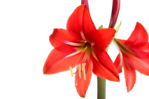 Red Amaryllis flower on white background — Stock Photo, Image
