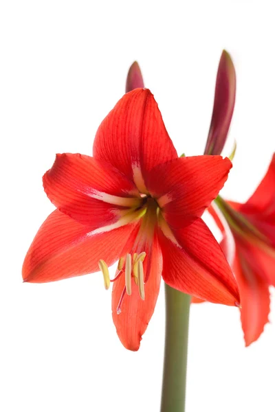 Rote Amaryllis Blume auf weißem Hintergrund — Stockfoto