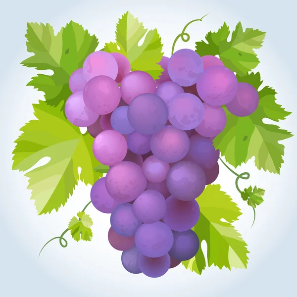 Stock vector Black grapes