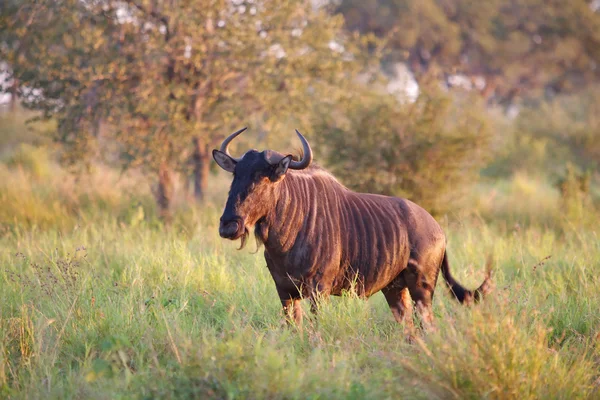 Blue Wildebeest — Stock Photo, Image