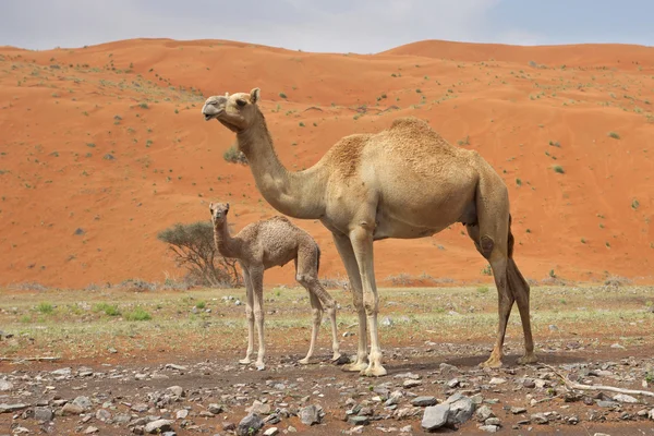 Camelo e bezerro — Fotografia de Stock