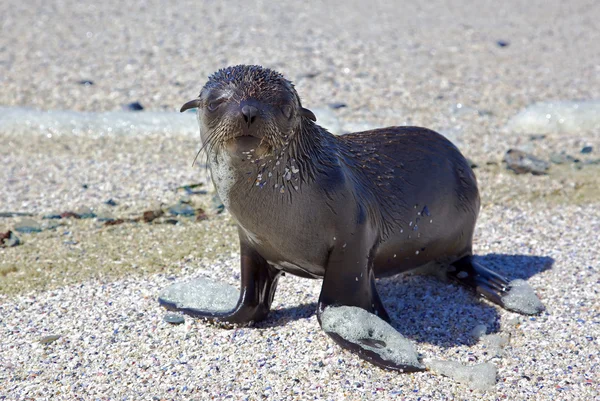 Cape Fur Seal — Stock Photo, Image