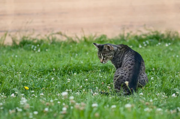 Gato doméstico curioso tendo uma caça para os ratos . — Fotografia de Stock