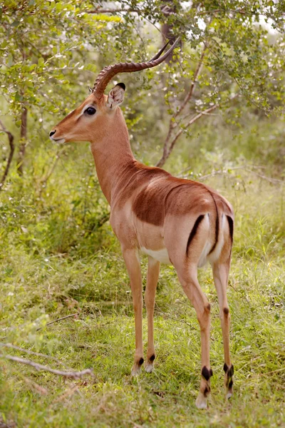 Impala Ram — Stock Photo, Image