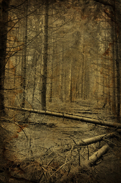 Path into creepy dark fir tree forest grunge photo with old paper effect