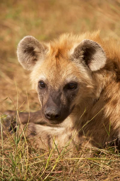 hyaena portresi