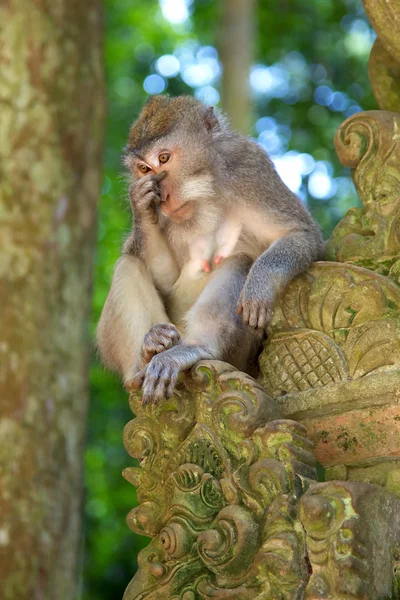 Long-tailed Macaque — Stock Photo, Image