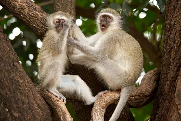 stock image Vervet Monkeys