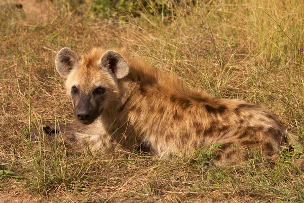 Genç hyaena tespit — Stok fotoğraf