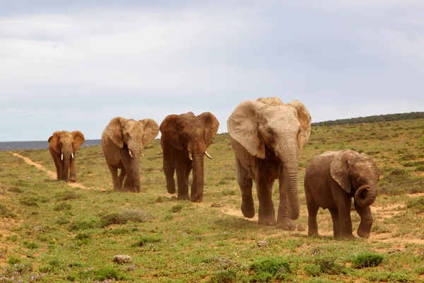 Afrika filleri Telifsiz Stok Fotoğraflar