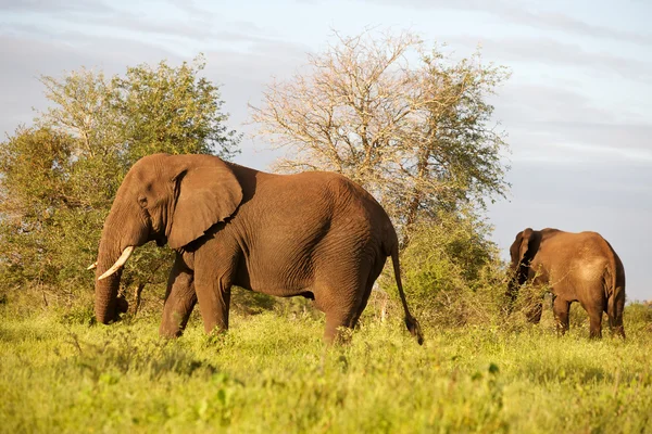 アフリカ象 ロイヤリティフリーのストック画像