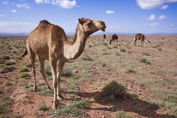 Stock image A few camels in desert