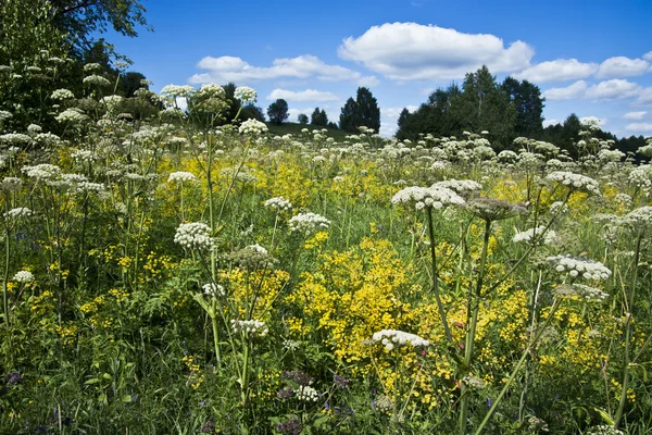 stock image Sunny meadow with herbs