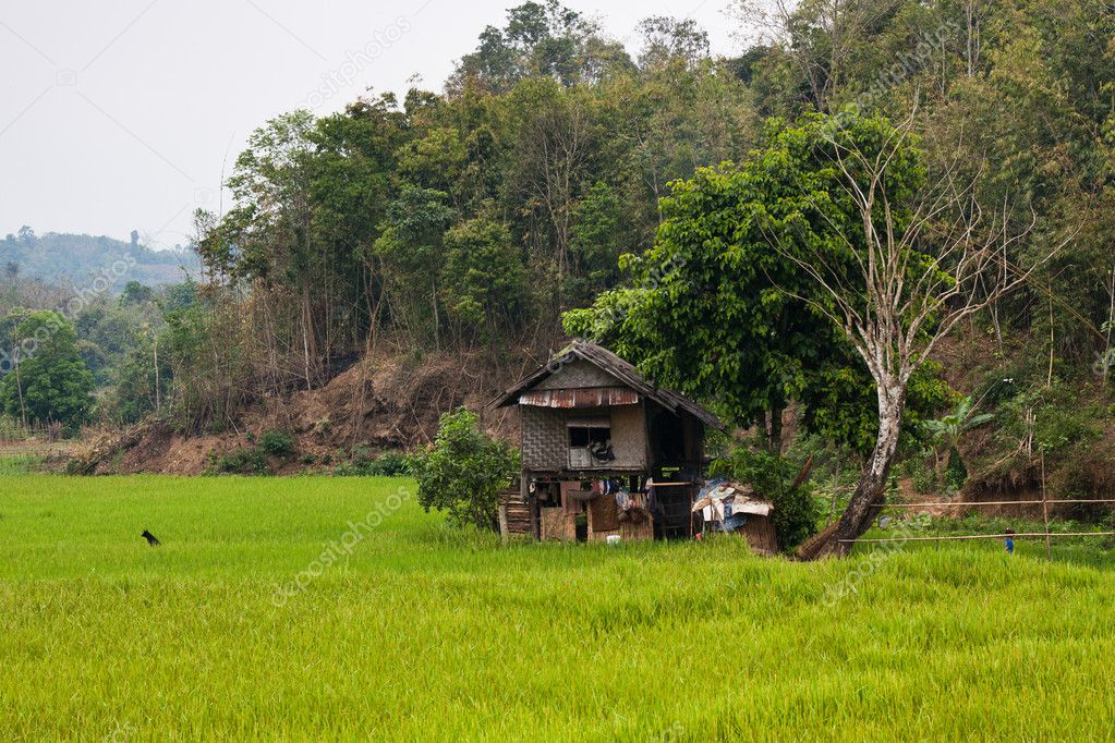 Wicker hut in a rice field
