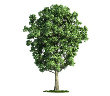 Isolated tree on white, Poplar (populus x canescens) clipart