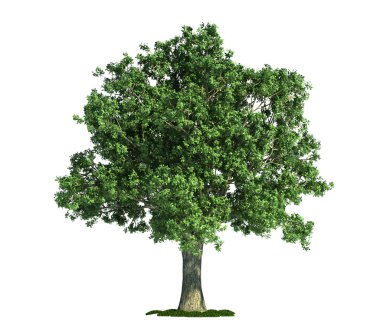 Isolated tree on white, Oak (Quercus) clipart