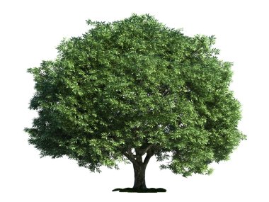 Isolated tree on white, Crack Willow (salix fragilis) clipart