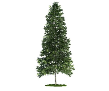 Isolated tree on white, Norway spruce (Picea abies) clipart