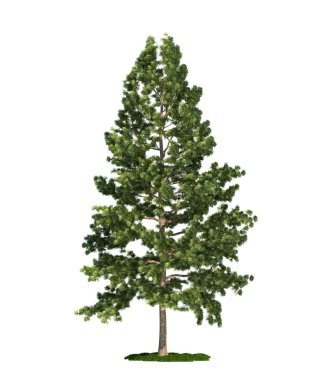 Isolated tree on white, Eastern white pine (Pinus strobus) clipart