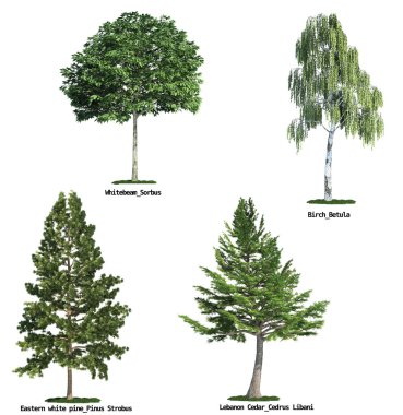 Set of four trees isolated against pure white clipart