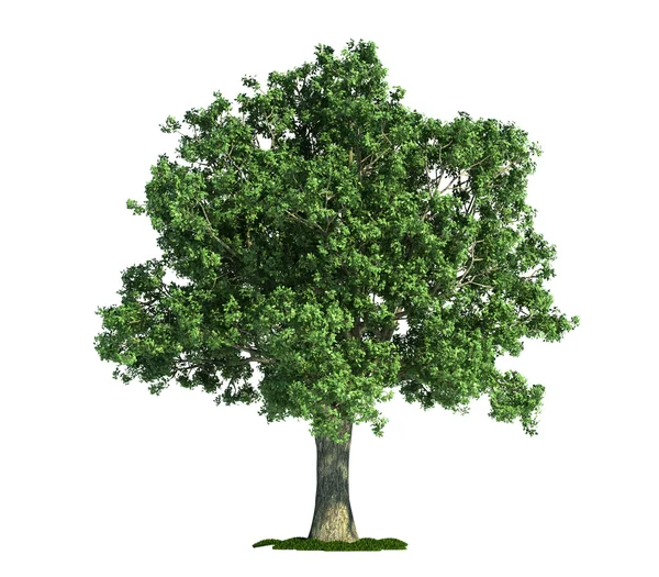 Beyaz, izole ağaç meşe (quercus) — Stok fotoğraf