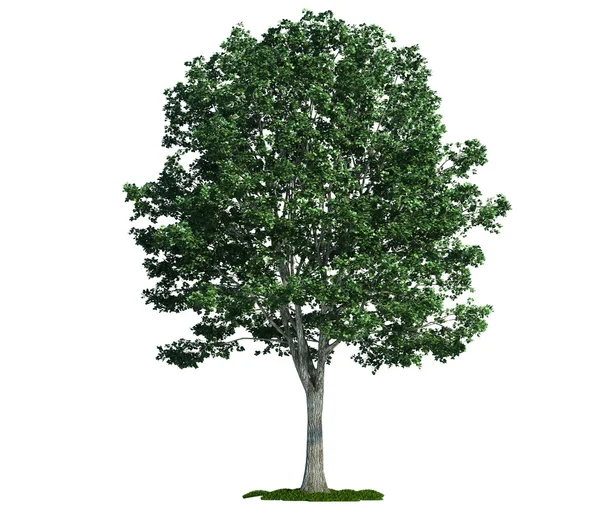 孤立的树上白色，林登 (紫椴) — 图库照片