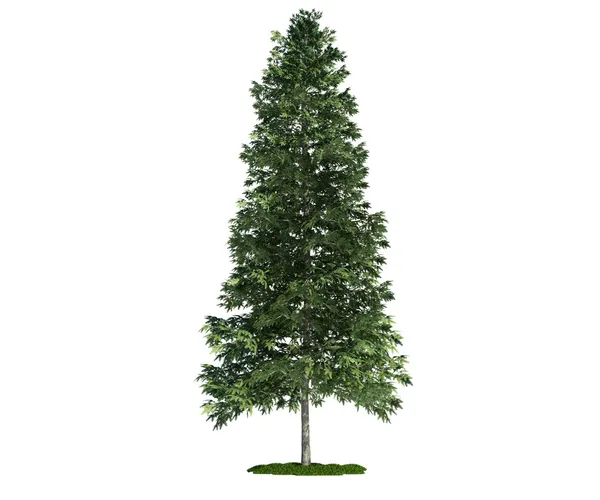 Isolated tree on white, Norway spruce (Picea abies) — Stock Photo, Image