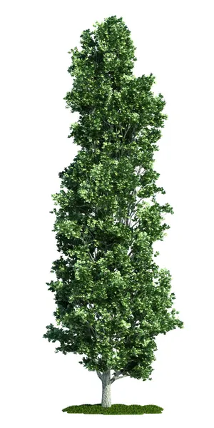 Árvore isolada sobre branco, álamo (Populus ) — Fotografia de Stock
