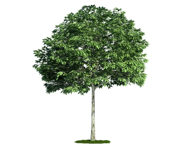 Geïsoleerde boom op wit, Meelbes (sorbus) — Stockfoto