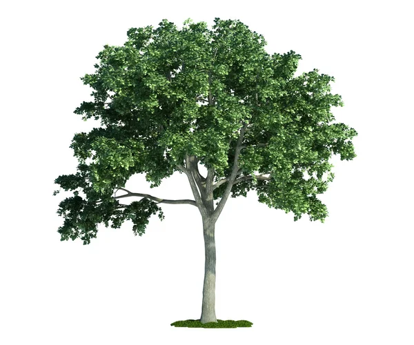 Izolované strom na bílý, jilm (ulmus) — Stock fotografie