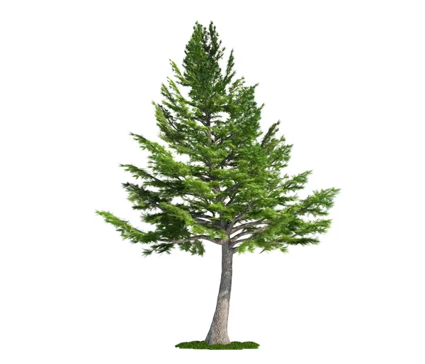 Isolierter Baum auf weißer, libanonischer Zeder (cedrus libani)) — Stockfoto