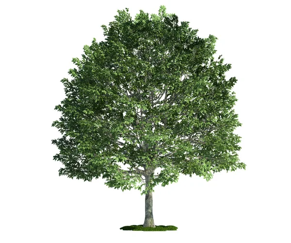 Isolated tree on white, hornbeam (carpinus) — Stock Photo, Image