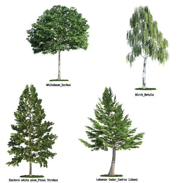 Набор из четырех деревьев, изолированных от чистого белого — стоковое фото