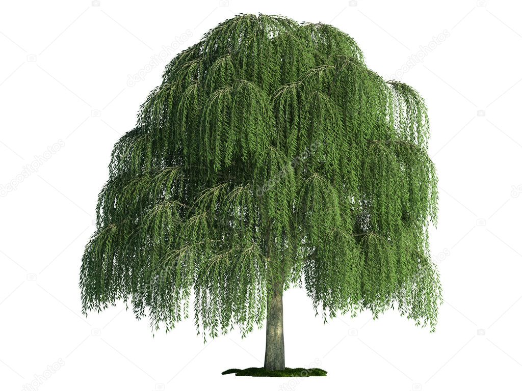 Isolated tree on white, Willow (salix)