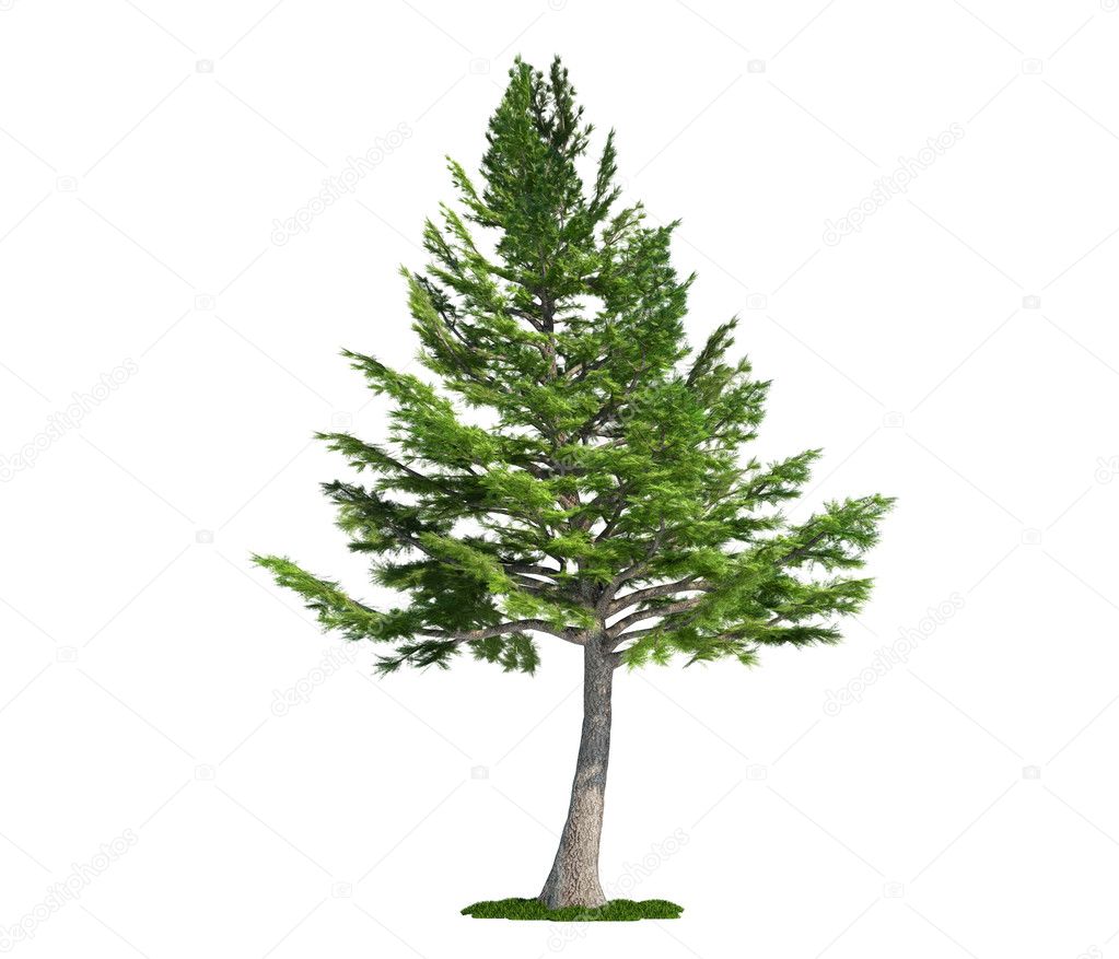 Isolated tree on white, Lebanon Cedar (cedrus libani)