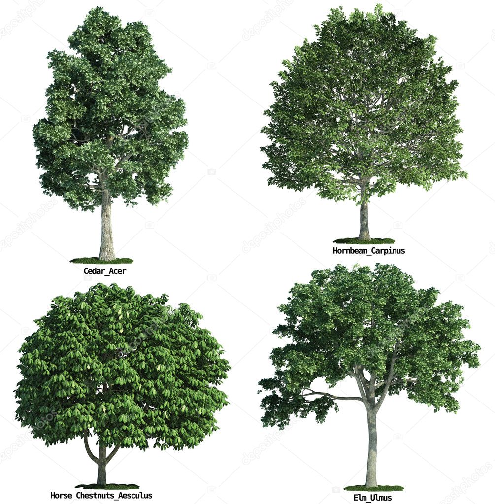 Set of four trees isolated against pure white