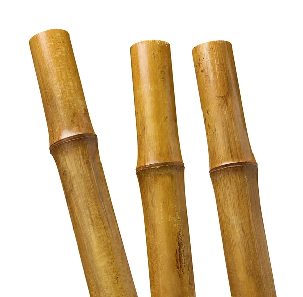 Bambus izolowany na białym — Zdjęcie stockowe