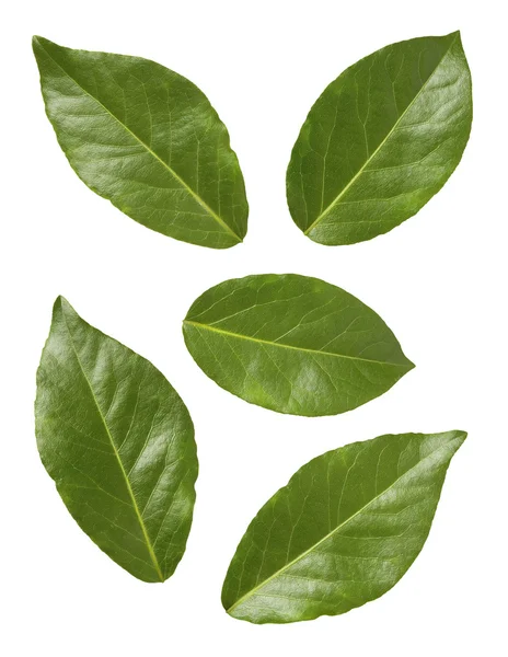 Φύλλα δάφνης απομονωμένα σε λευκό — Φωτογραφία Αρχείου