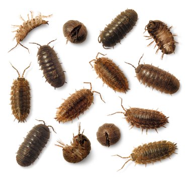 Sow Bugs Roly-Poly isolated on white clipart