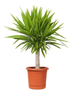 Yucca Potted Plant isolated on white clipart