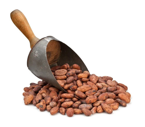 Cocoa Bean Scoop aislado en blanco —  Fotos de Stock