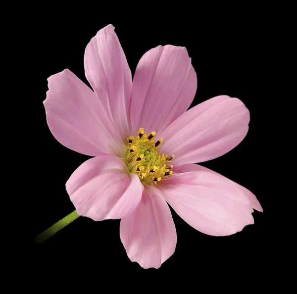 Kozmosz virág elszigetelt fekete — Stock Fotó
