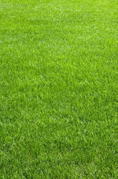 stock image Afternoon Grass