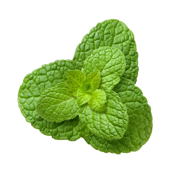 Mint Leaves isolated on a white background — Stock Photo, Image